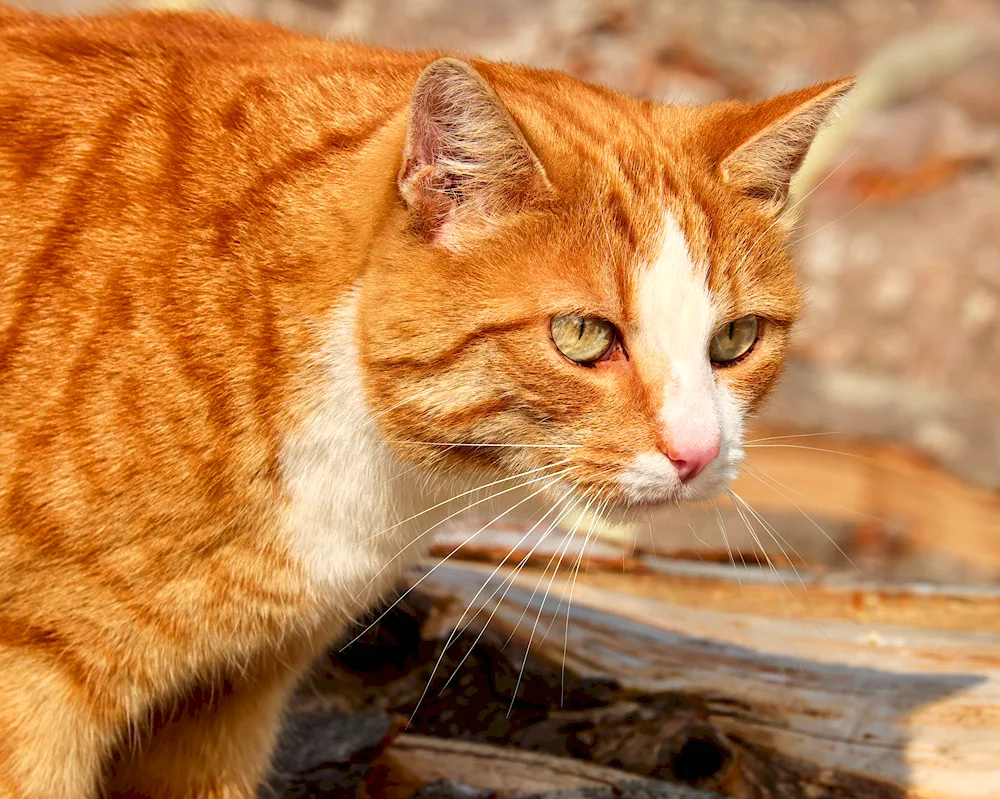 Macrail tabby red