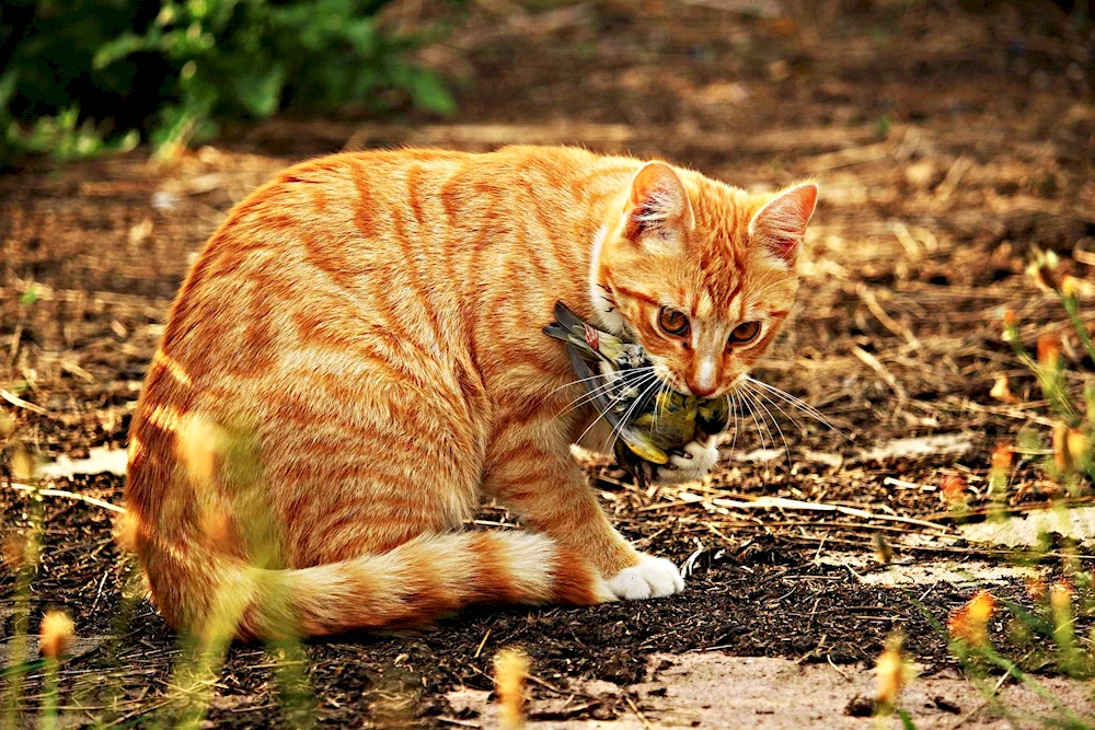 Red tabby cat