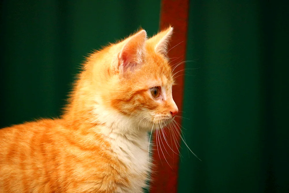 Macrele tabby red