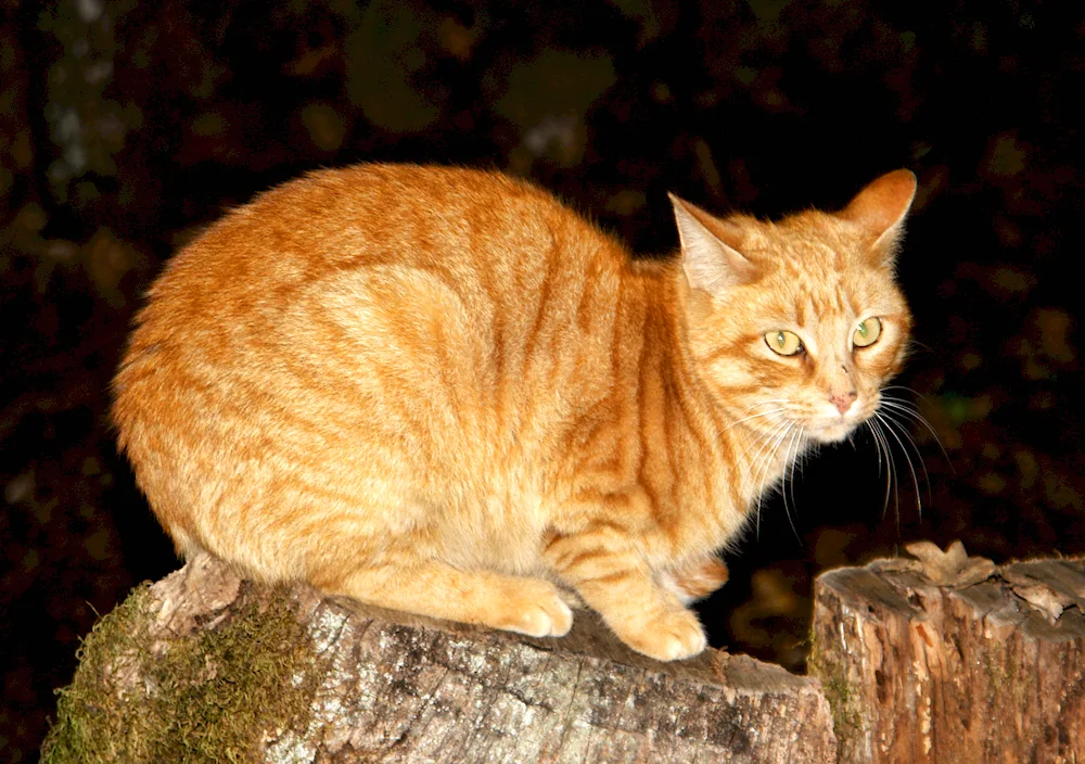 Macrail tabby red