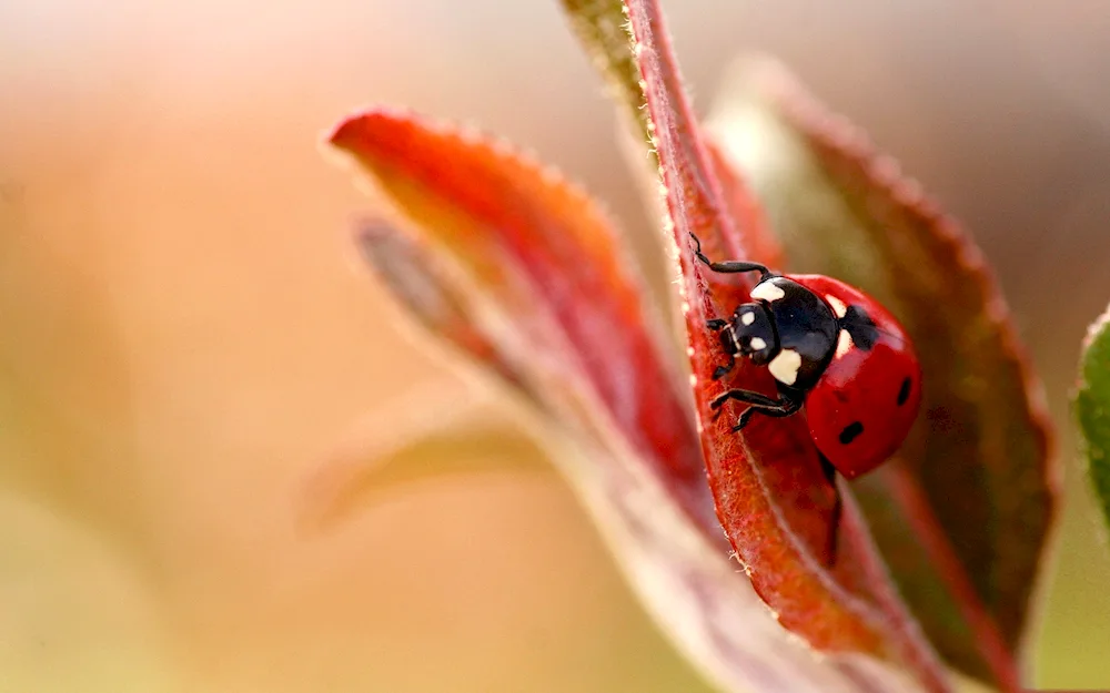 Phytoseiulus persimilis