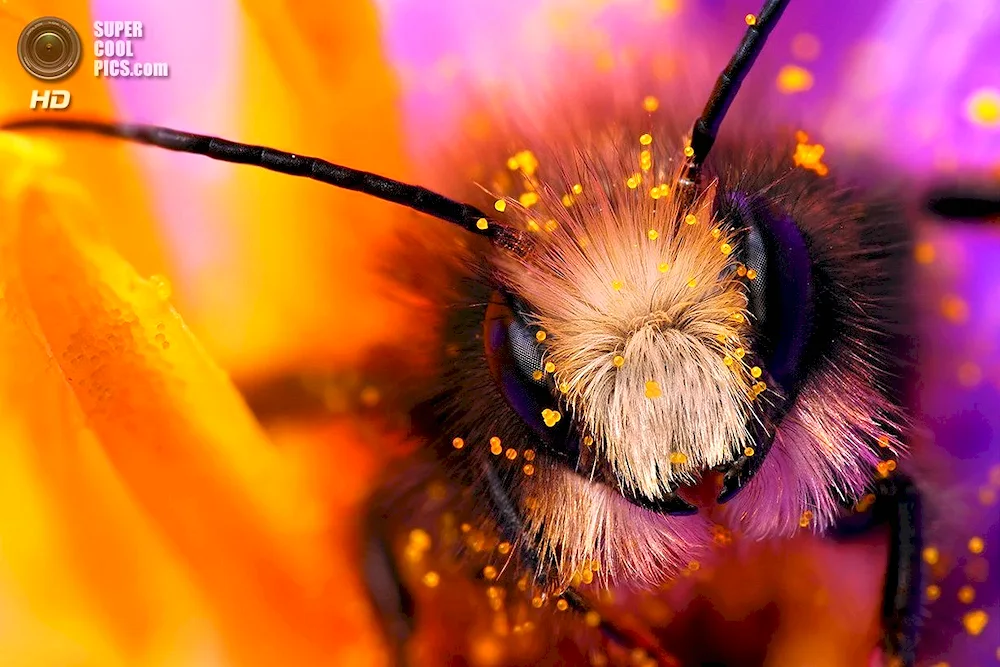 Macrophotography Insects