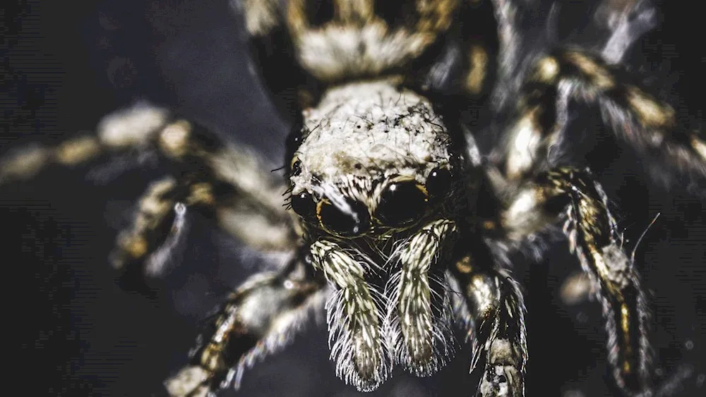 Phidippus Audax