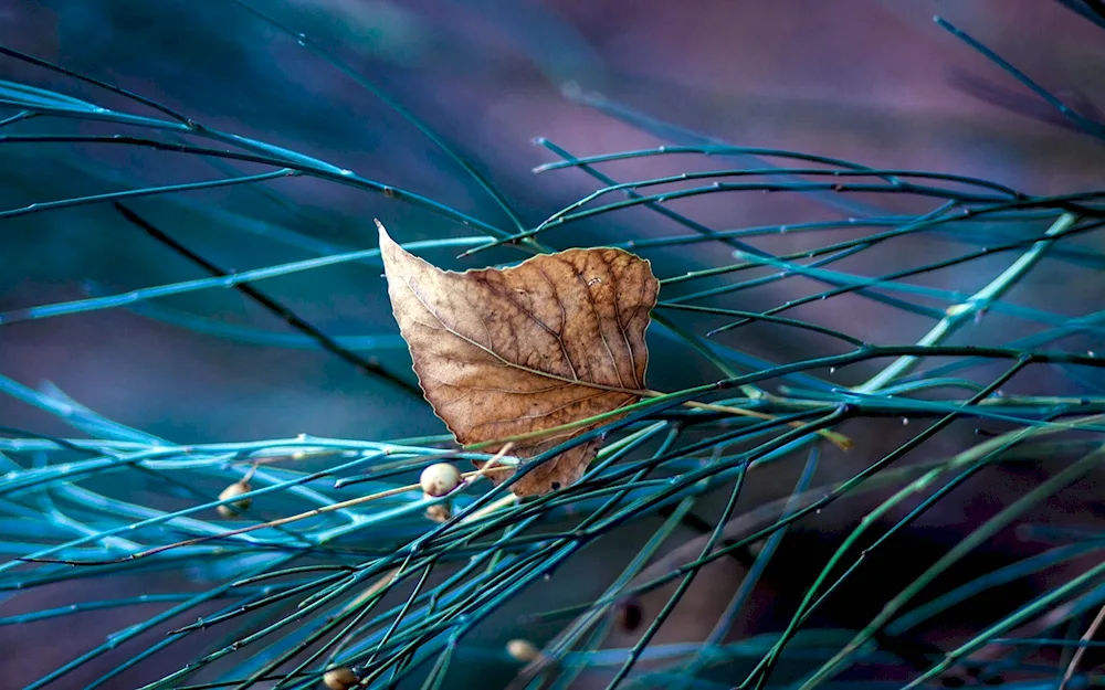 Macrophotography nature