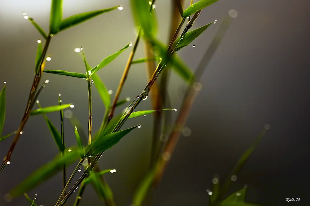 Macro photography nature