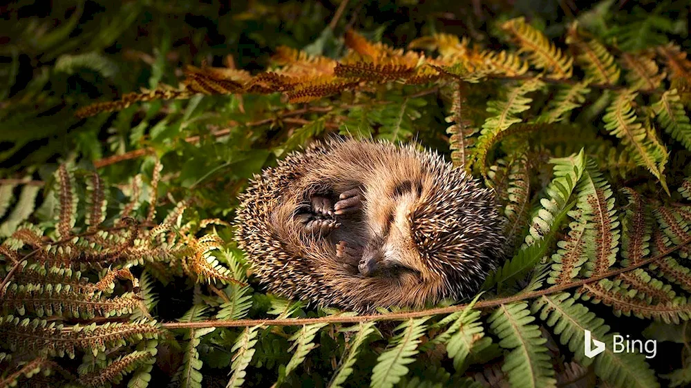 Hedgehog under a Christmas tree