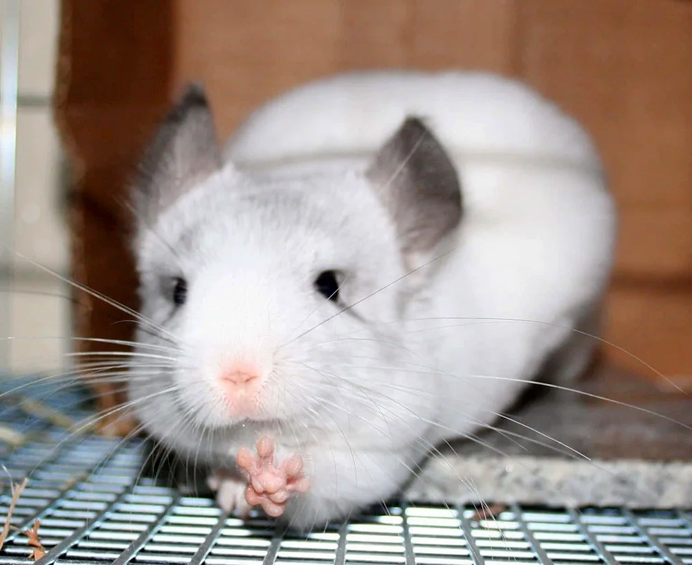 Little long-tailed chinchilla