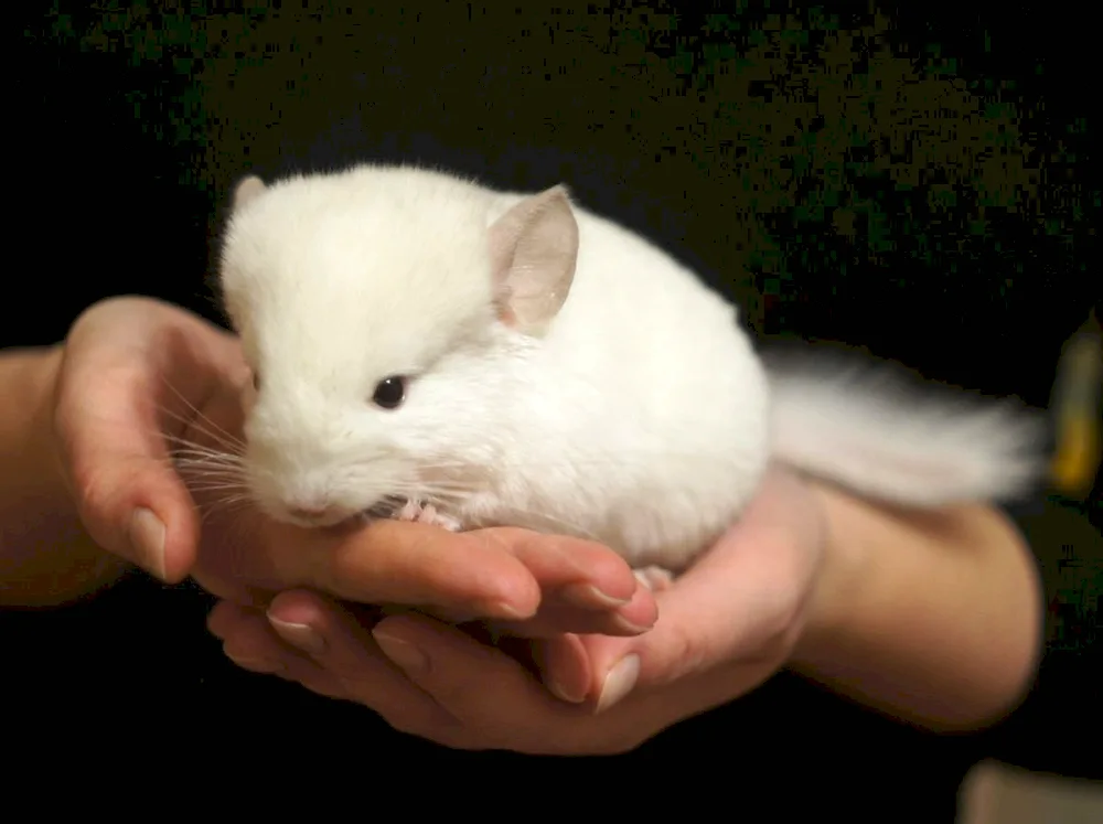 Little long-tailed chinchilla