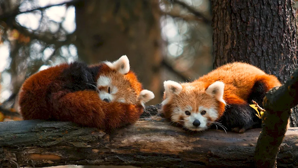 Sleeping Bear