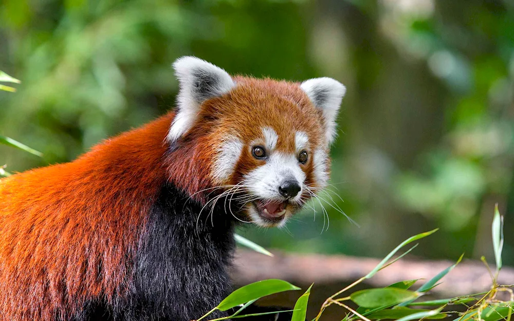 Red Panda