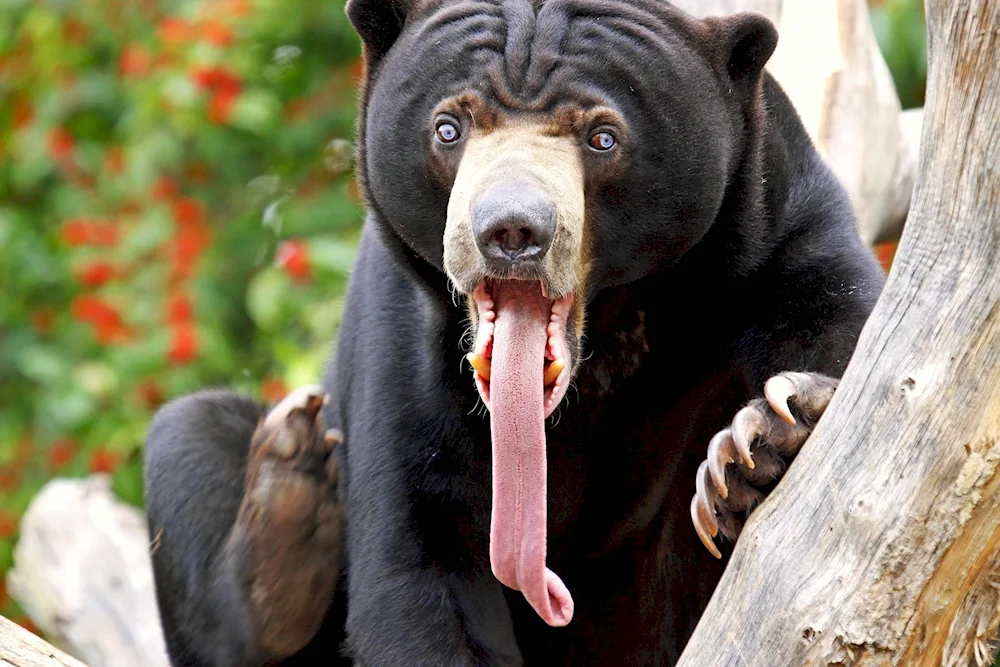 Malayan polar bear