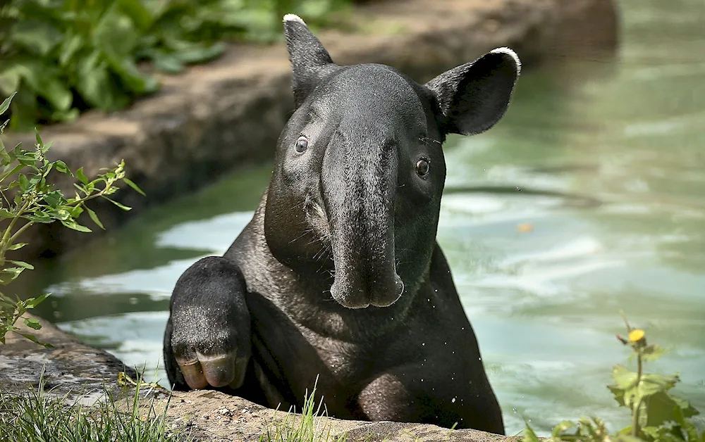 Malayan cheeked tapir