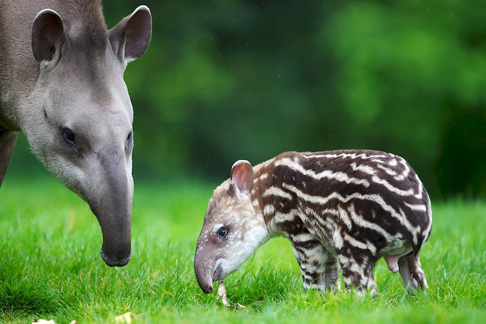 Cheeked tapir Tapir