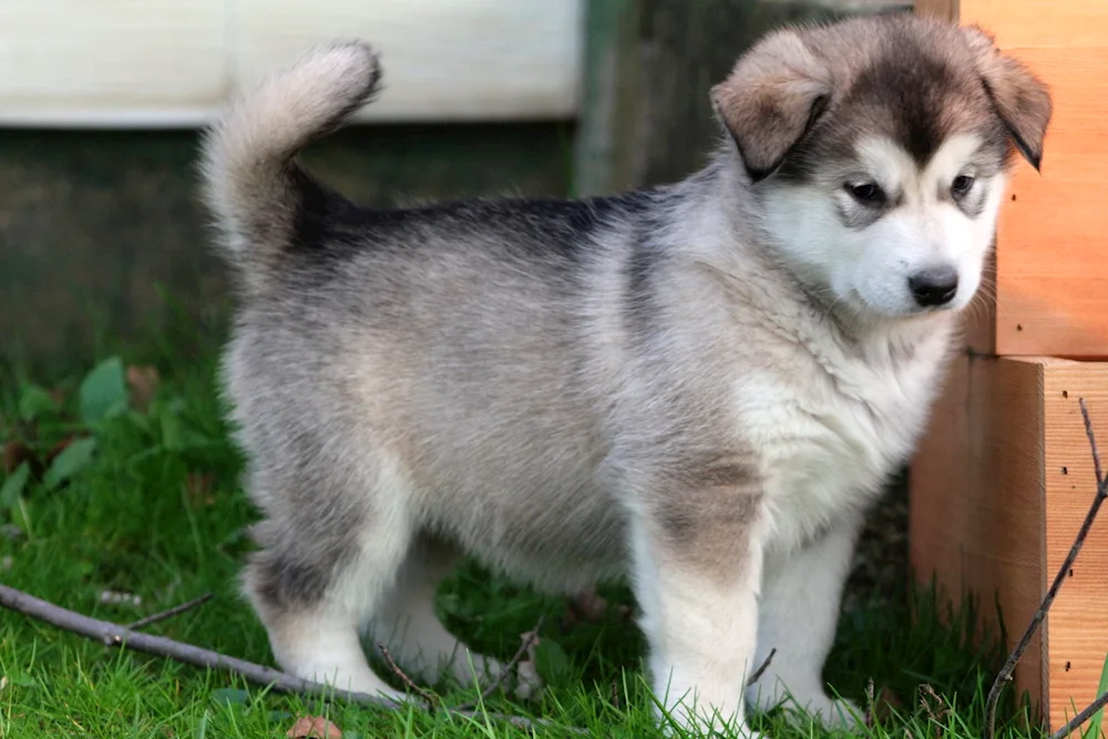 Border collie