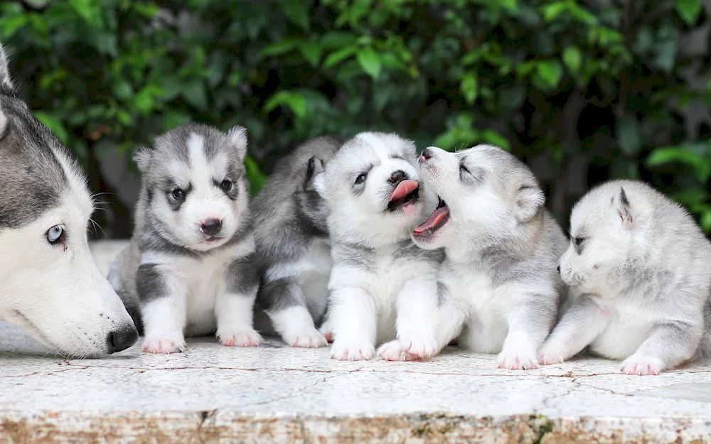 Malamute and Husky