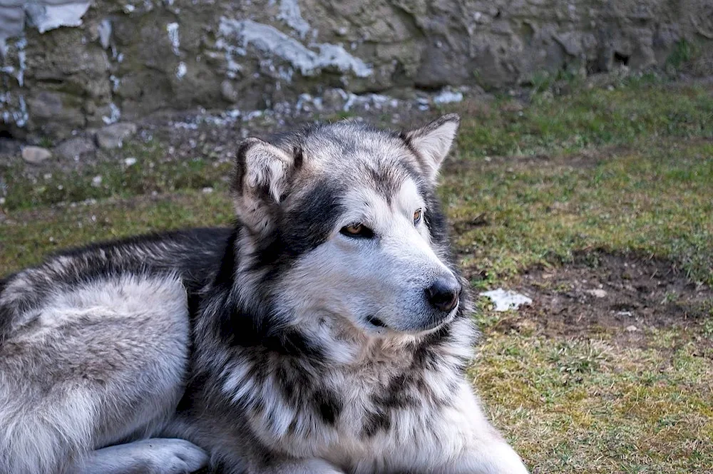 Greenland husky. Siberian husky wolfhound