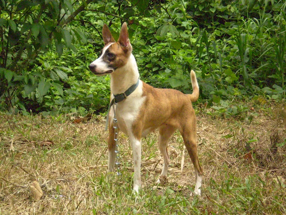 Carolina sheepdog