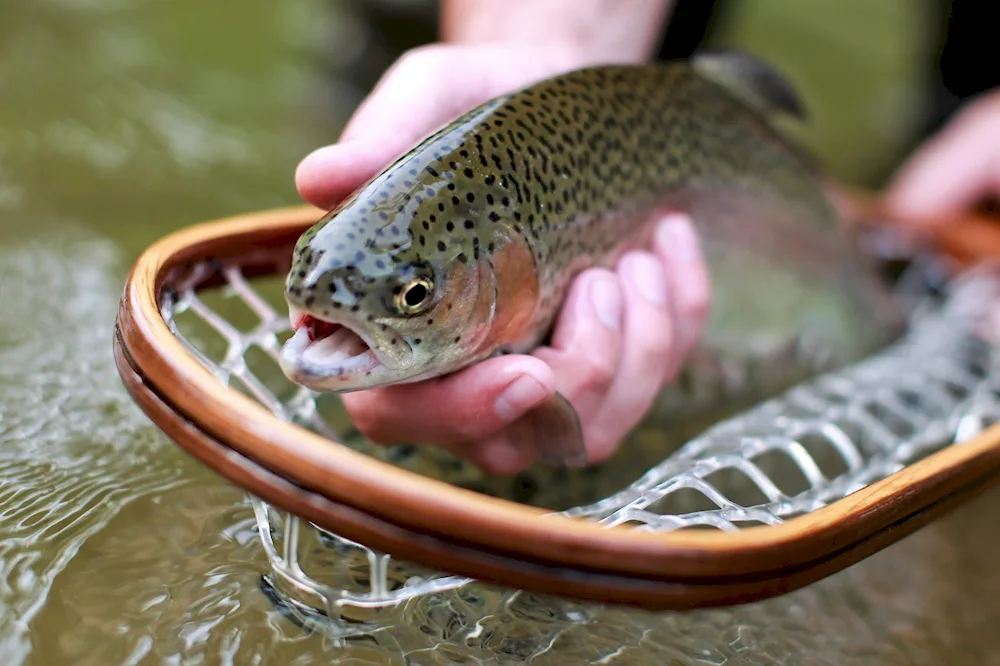 Malek brook trout