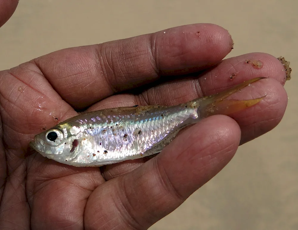 Malek brook trout