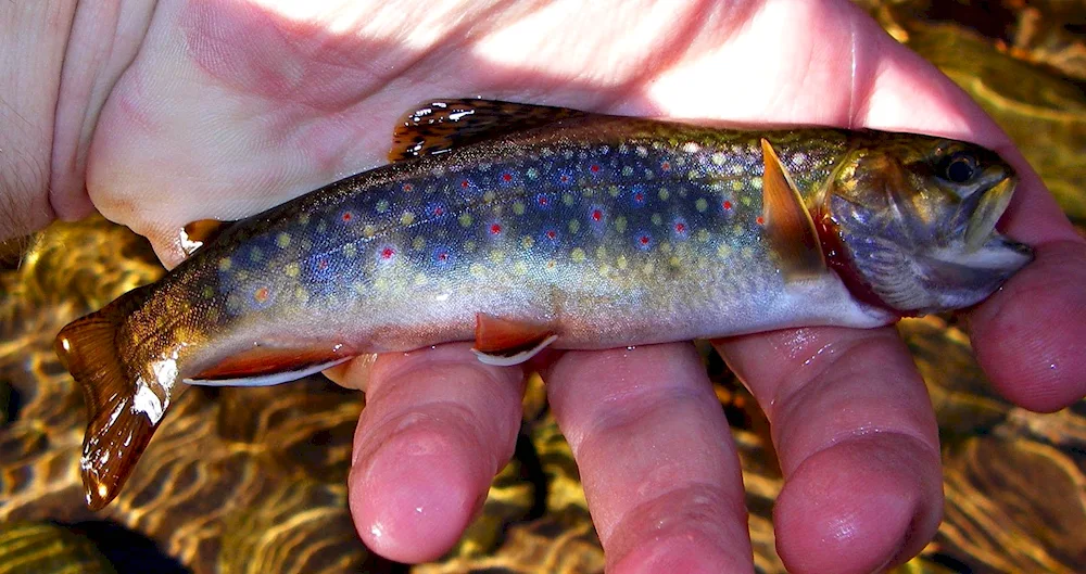 River trout malaek