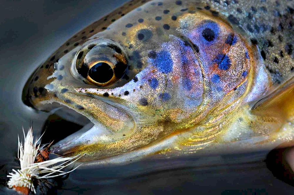 Rainbow trout aquaculture