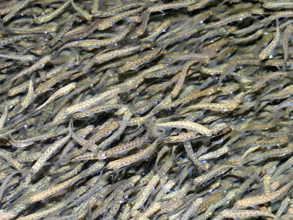 River trout fry