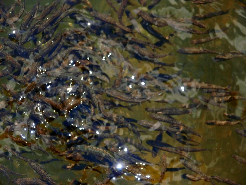 Kumzhi fry