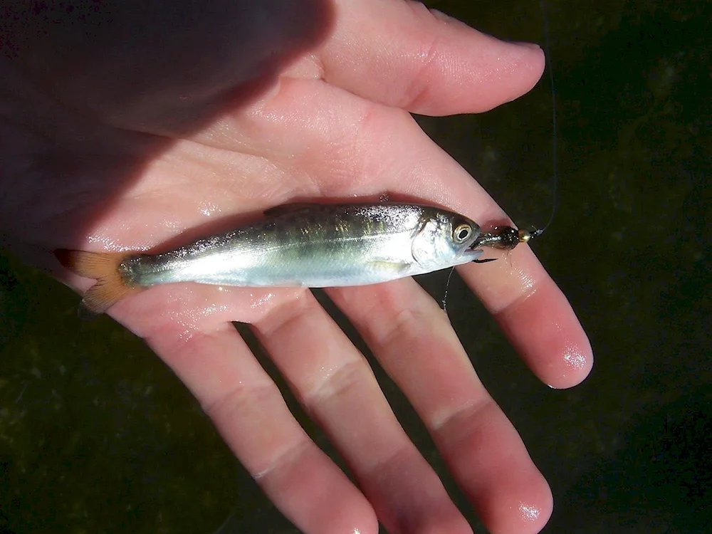 Rainbow trout malaek. River trout