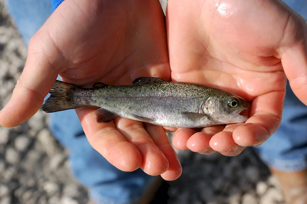 River trout