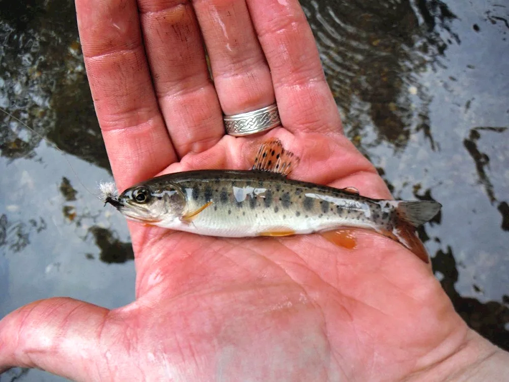 brook trout malaek