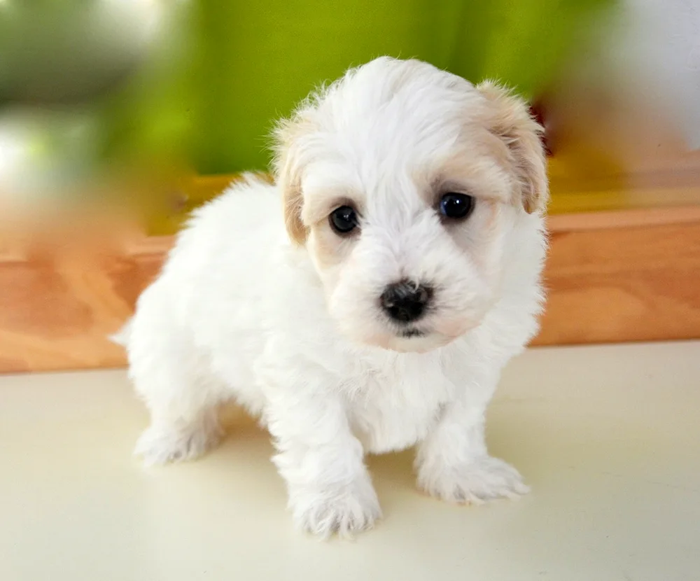 Little white doggy