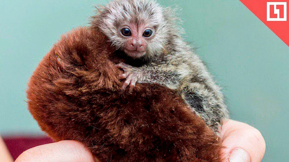 Marmoset monkey toy