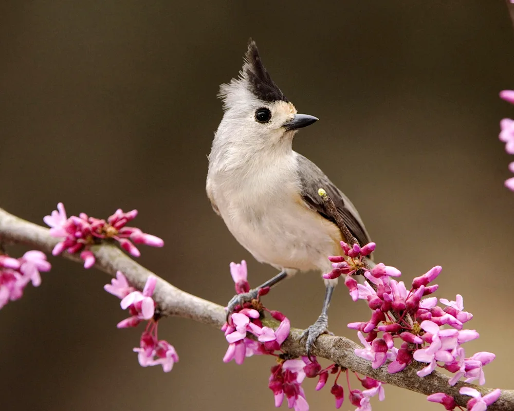 Small grey bird with a crest
