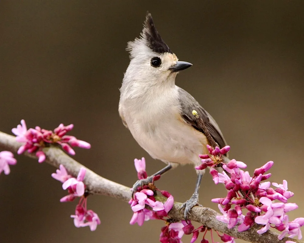 Small grey bird with a crest