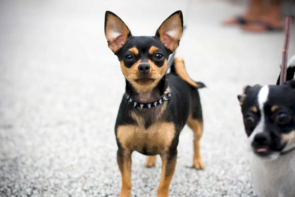 Chihuahua dog