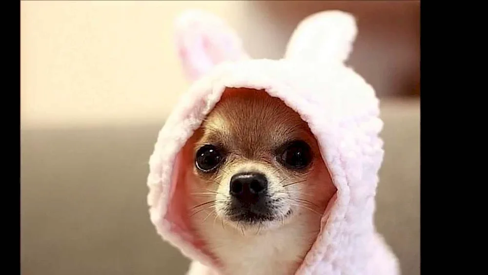 Charles Spaniel
