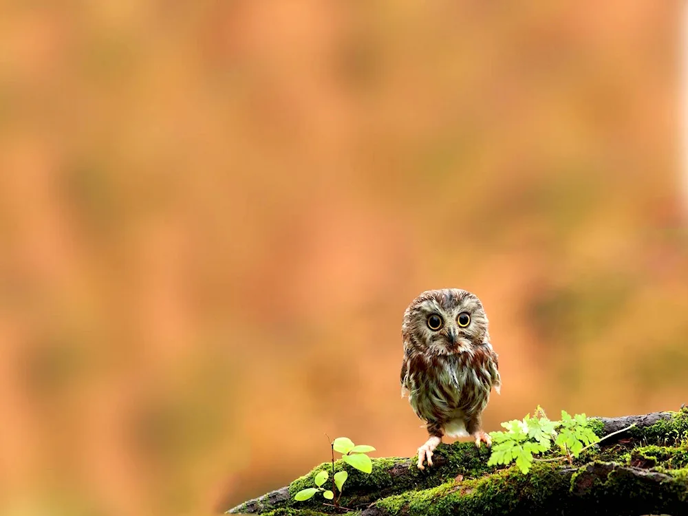 Dwarf Owl