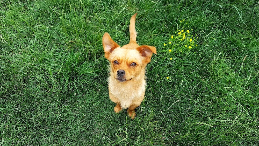 Golden dog