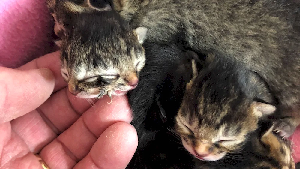 Baby kittens just born