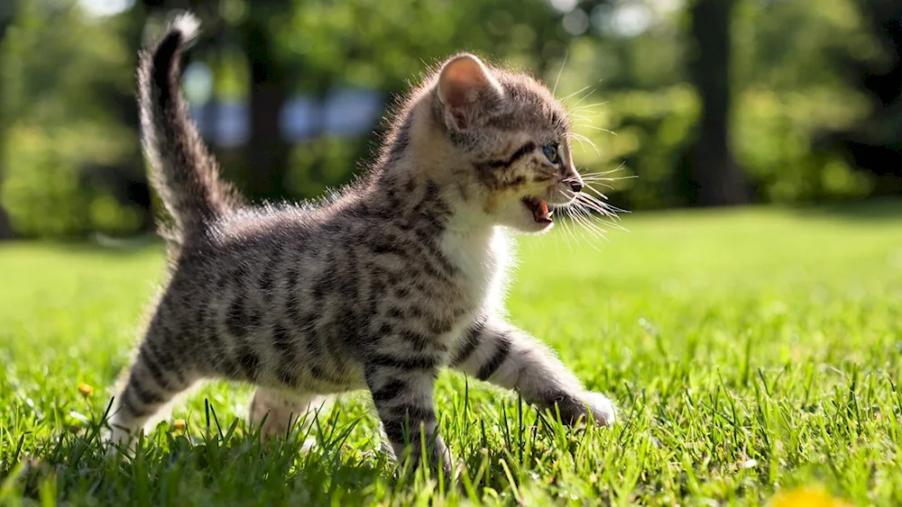 Maine Coon cat