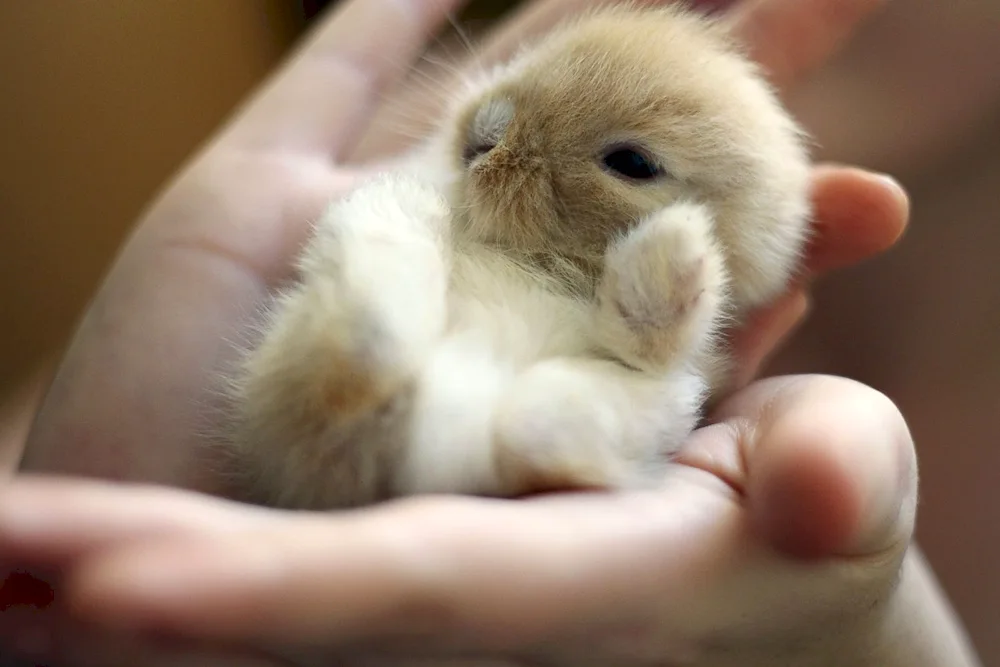 Cute little rabbits