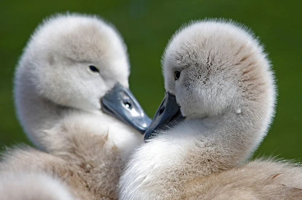 Mallard duck chicks