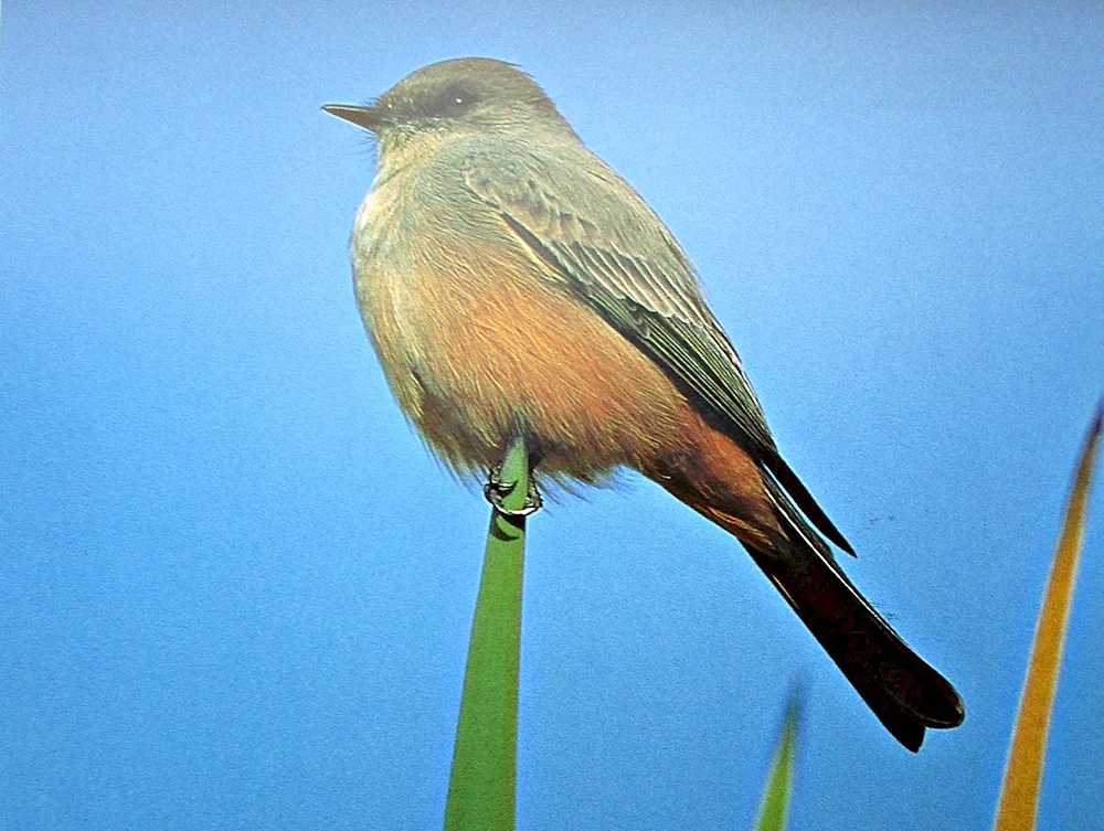 Little birds of the Tambov region