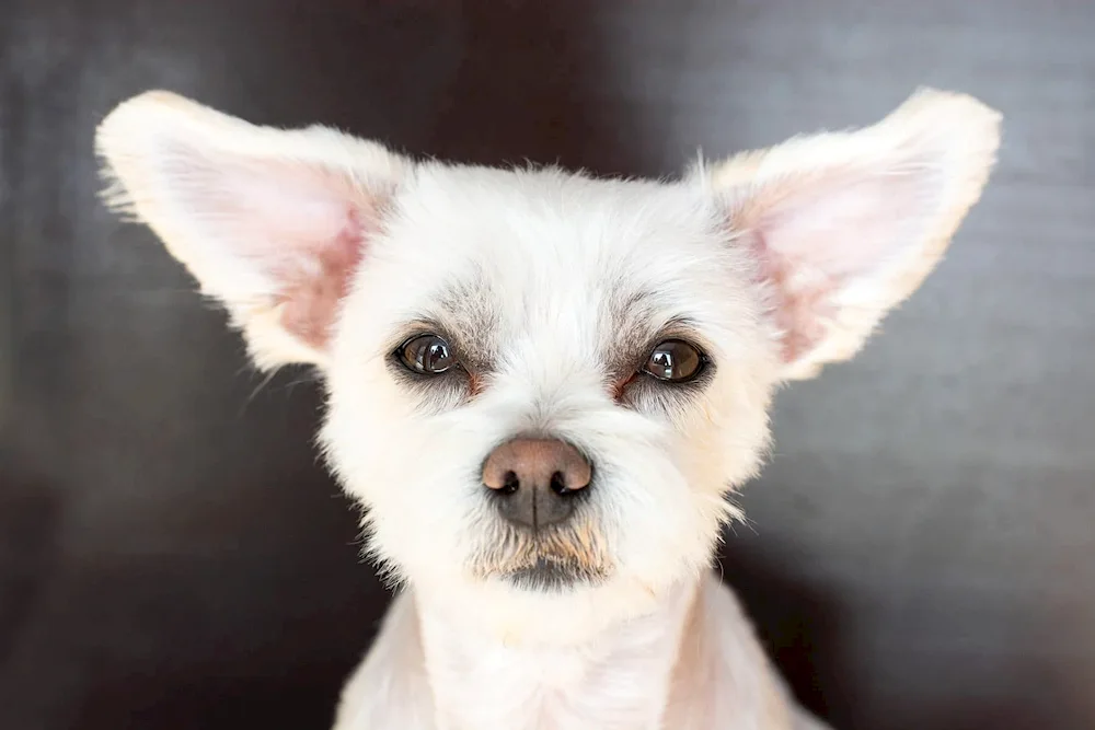 Little dogs with big ears