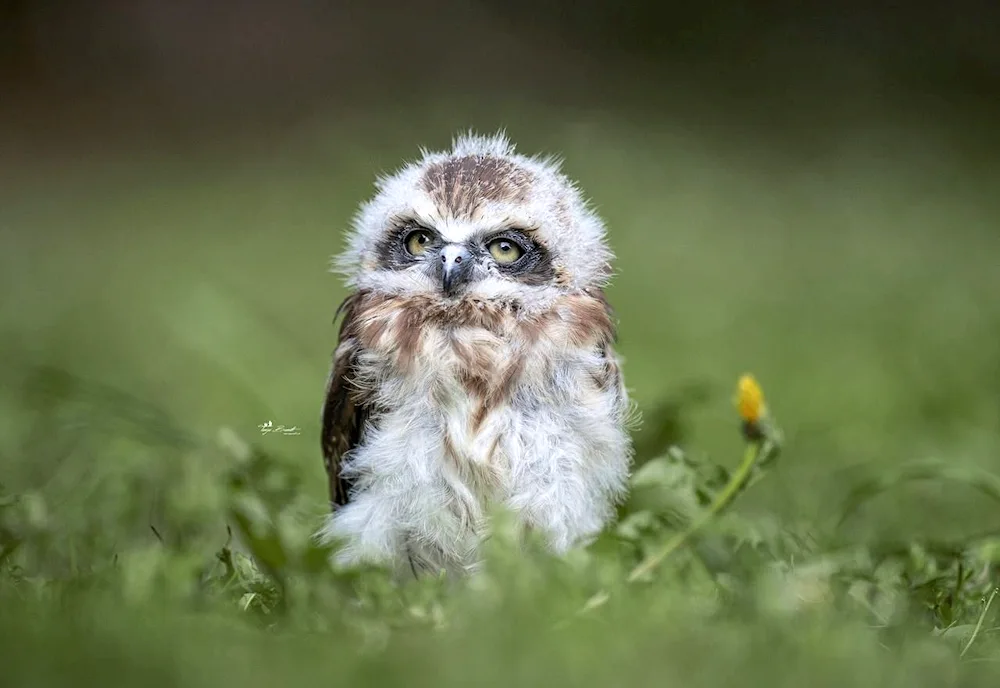 Little Owls