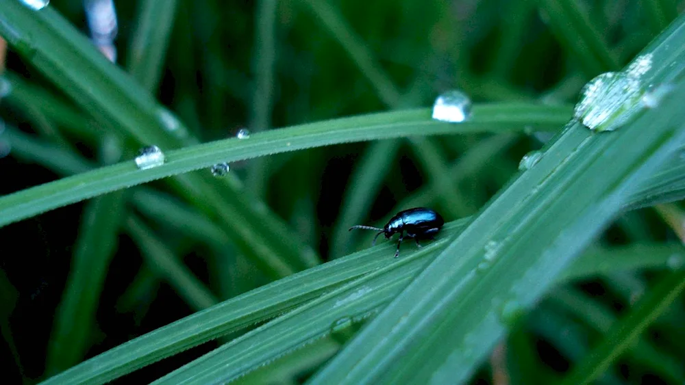 Ladybugs