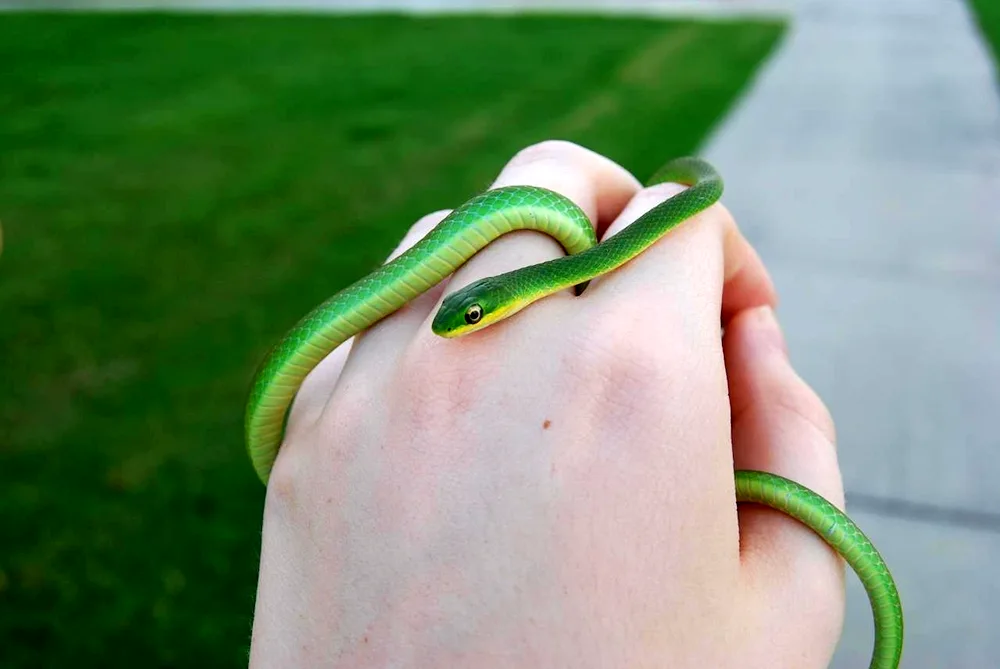 Dwarf tiger python