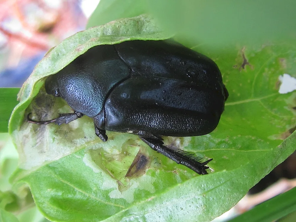 Francavilla beetle