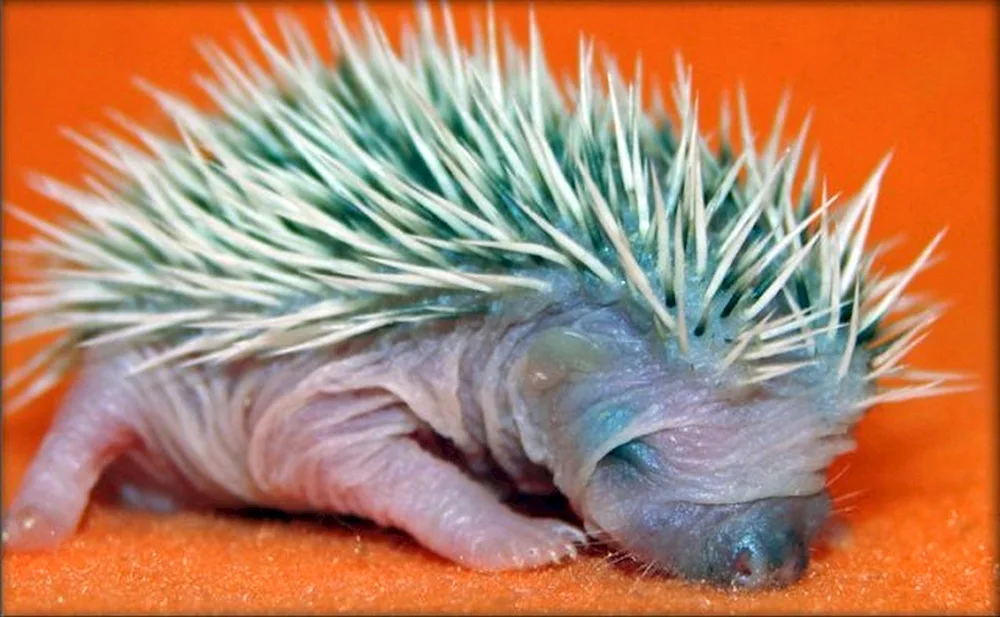 Common Hedgehog