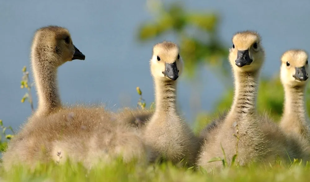 Migratory geese